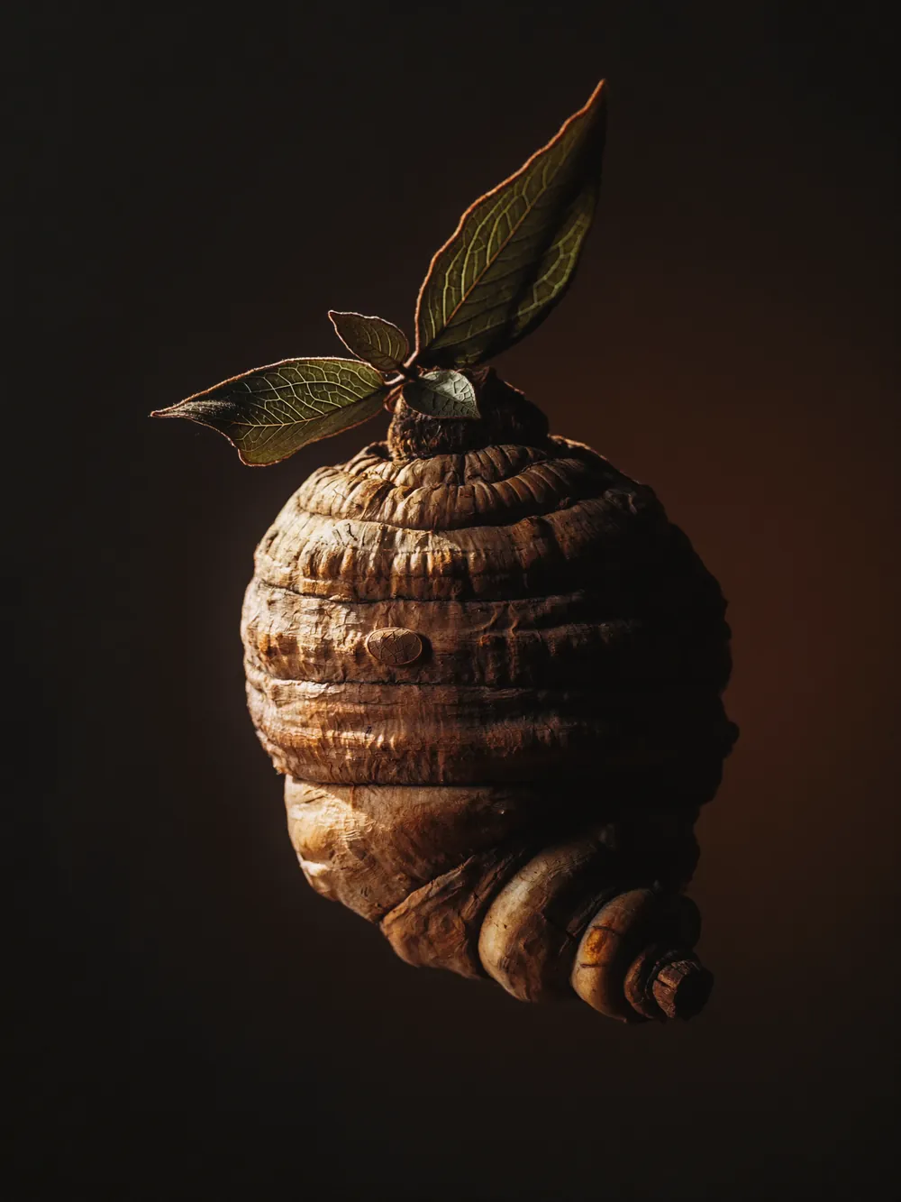 Ashwagandha root, studio photograph