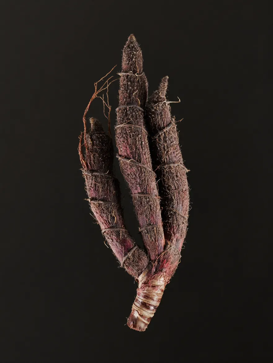 Jatamansi, studio photograph